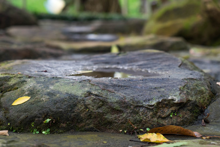 ancient rock in deep forest backgroundの写真素材