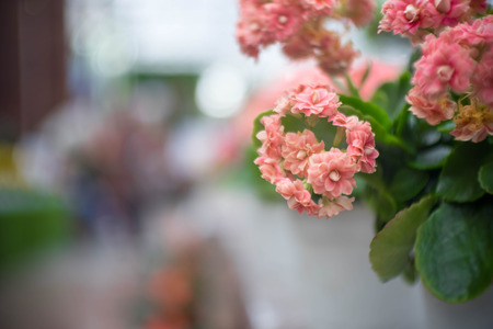 Beautiful bouqute orange flower among natureの写真素材