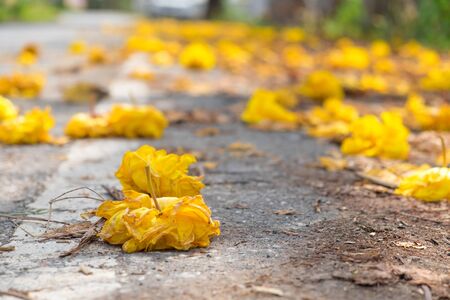 autumn season yellow flower drop on road backgroundの写真素材