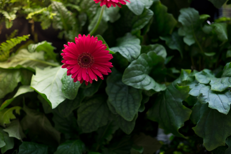 morning time sunshine crashing red forest flower blossom in deep forest with green meadow background. this image for nature and flower conceptの写真素材
