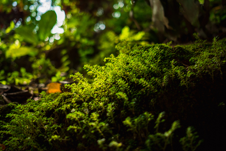 closeup beautiful small green plants growing on rock in forest with a sunshine reflect it. this image for nature, wild, foliage, mossy, background, jungle conceptの写真素材