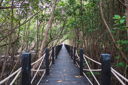 travel background beautiful nature wooden bridge in forest with green tree. this image for jungle, scenery, lifestyle, landscape, wild, outdoor conceptの写真素材