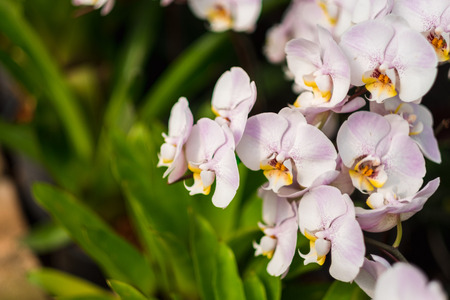 celebration valentine day background beautiful white orchid flowers in garden. image for nature, ornamental, decorate, festival flowers conceptの写真素材