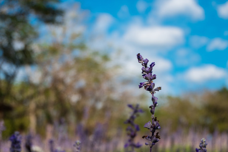 celebration valentine day background beautiful natural white flowers in garden with copy space and blue sky. image for nature, ornamental, festival flowers, blossom, spring, decorate conceptの写真素材
