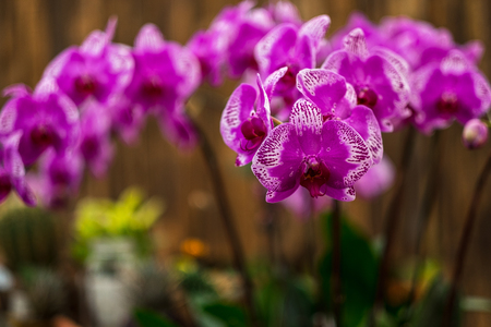 celebration valentine day background beautiful orchid flowers in garden. image for nature, ornamental,  festival flowers, spring, decorate conceptの写真素材