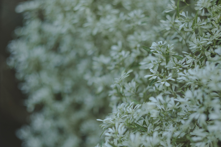 celebration valentine day background beautiful natural white flowers in garden with copy space....