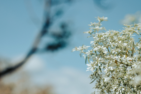 celebration valentine day background beautiful natural white flowers in garden with copy space....