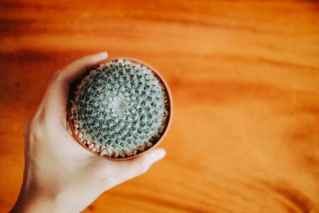 top view. ornamental plant background closeup hand of woman hold cactus in vase with wooden floor and copy space. image for nature, defocus, flower, body, summer, garden, botany conceptの写真素材