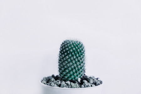 front view. ornamental plant background closeup cactus in vase with white wall and copy space. image for nature, defocus, flower, nobody, summer, garden, botany conceptの写真素材
