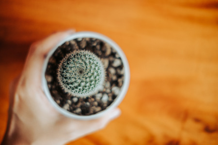 top view. ornamental plant background closeup hand of woman hold cactus in vase with wooden floor...