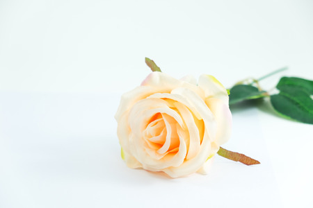 isolated beautiful rose on white background with copy space. image for plant, nature, valentine, ornamental, flower conceptの写真素材