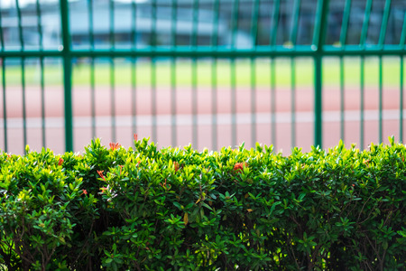 nature concept green bush with metal fence and sport stadium in morning background