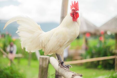 beautiful white hen standing on old bamboo in farmの写真素材