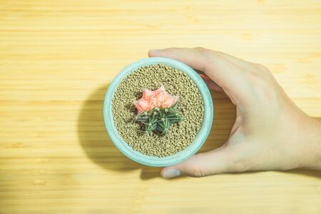 hand of woman holding  pot of cactus on wooden backgroundの写真素材