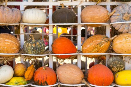 Various species pumpkin on white shelves in farm