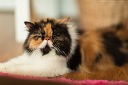 Pretty cat on floorの写真素材