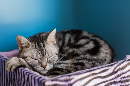 Pretty cat on floorの写真素材