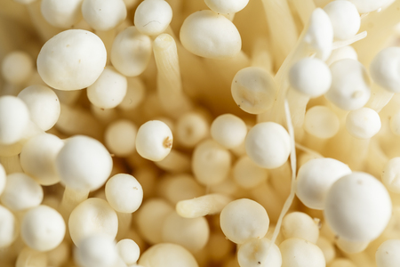 Fresh Enoki mushroom isolate on white background in Close-up shotの写真素材