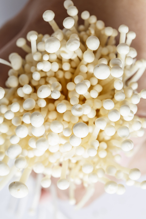 Fresh Enoki mushroom isolate on white background in Close-up shot