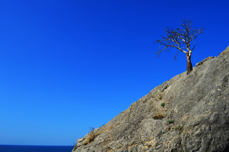 lonely dry tree on the rock near the sea shoreの写真素材