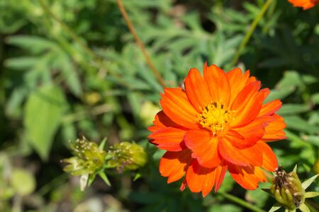 Red flower in the garden.の写真素材