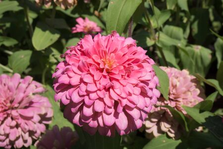 Red flower in the garden.の写真素材