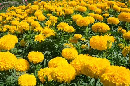 Marigold flower in garden.の写真素材