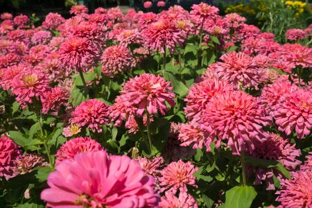 Red flower in the garden.の写真素材