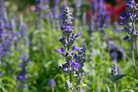 purple flower in the garden.の写真素材