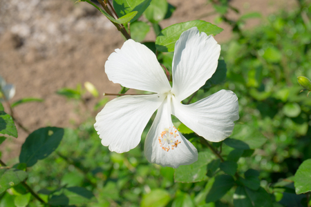 Hibiscus Flower in  the garden.の写真素材