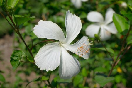 Hibiscus Flower in  the garden.の写真素材