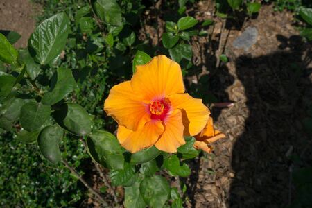 Hibiscus Flower in  the garden.の写真素材