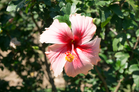 Hibiscus Flower in  the garden.の写真素材