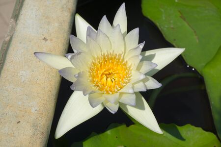 Lotus flower in the pool.の写真素材