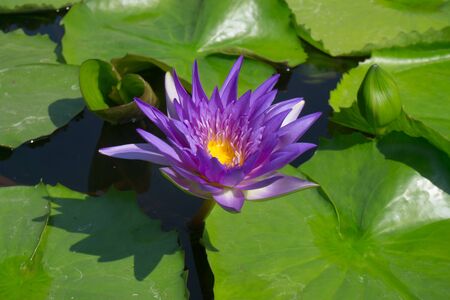 Lotus flower in the pool.の写真素材