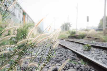 poaceae plants, on wayside railroad.の写真素材