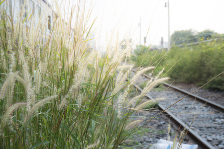 poaceae plants, on wayside railroad.の写真素材