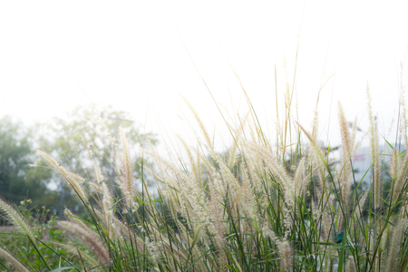 poaceae plants, on wayside railroad.の写真素材