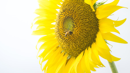 The sunflower.の写真素材