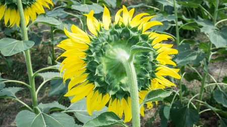 The sunflowers.の写真素材