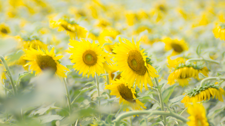 The sunflowers.の写真素材