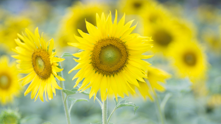 The sunflowers.の写真素材