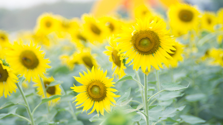 The sunflowers.の写真素材