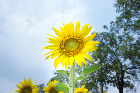 The sunflowers.の写真素材
