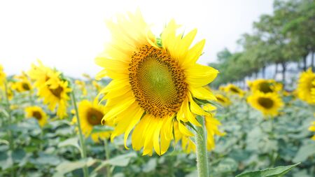 The sunflowers.の写真素材