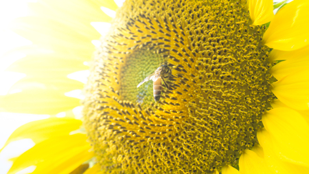 The sunflowers.の写真素材