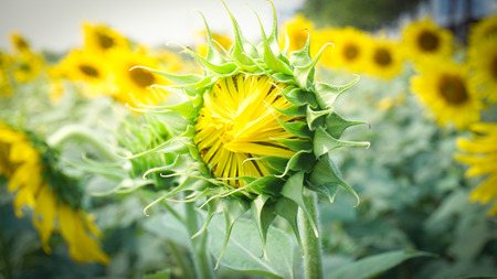 The sunflowers.の写真素材