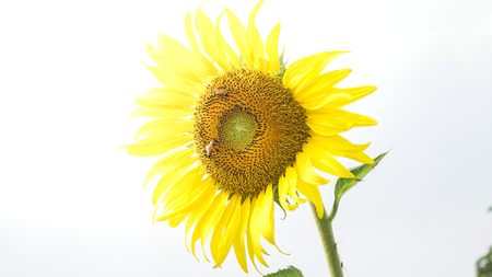 The sunflowers.の写真素材