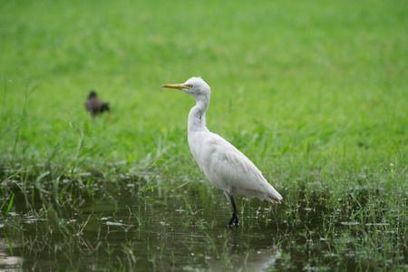 egret bird.の写真素材