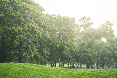 Raining day in park.の写真素材